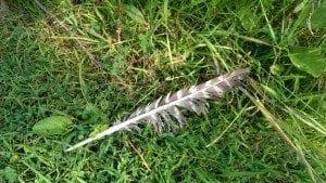 a hawk feather lying in the grass