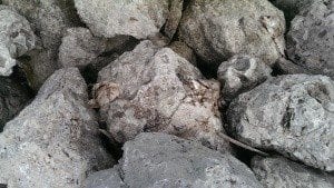 We should maybe rethink some of our environmental stewardship choices.