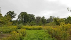 photo of trees on the other side of pond