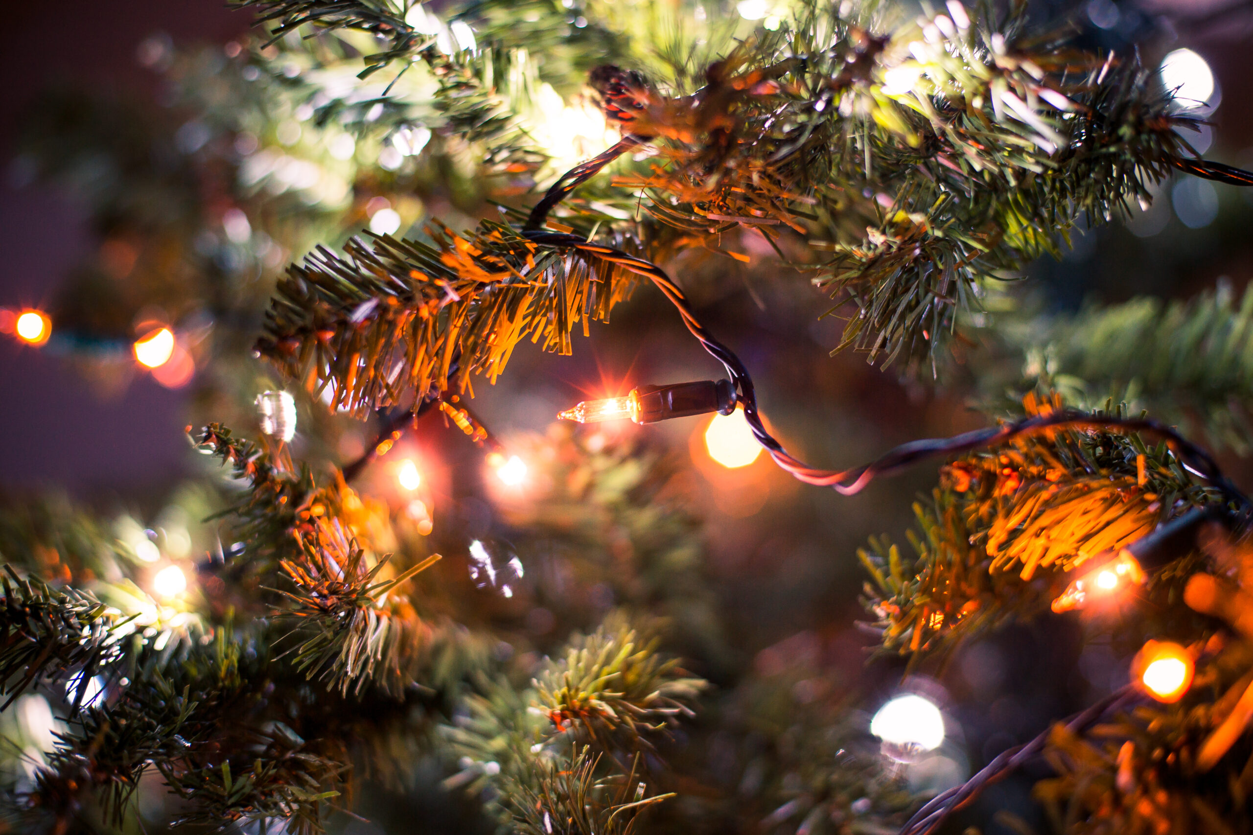 Christmas lights in greenery, photo by PicJumbo